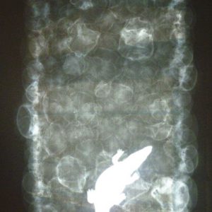 Caprice de Dieu, 2-teilig, Radiographie, Höhe 40 cm x Breite 30 cm, 2013